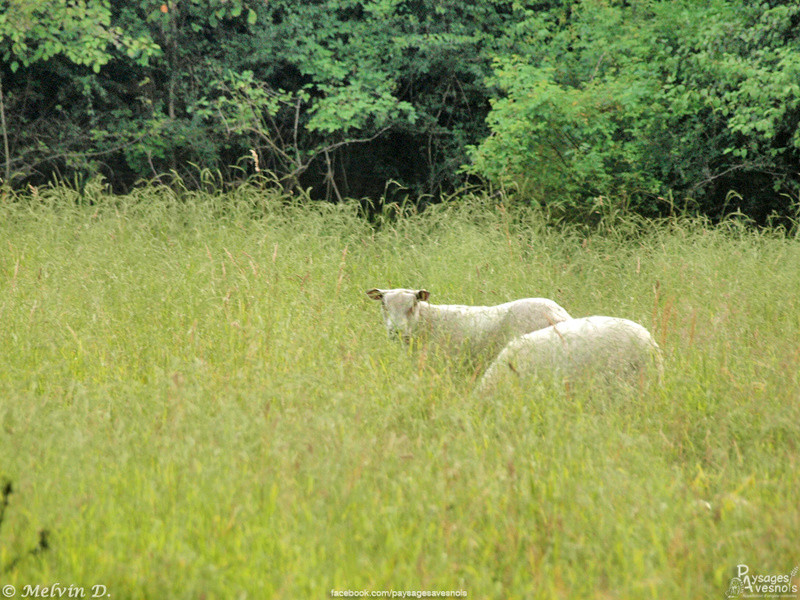 Image hébergée par servimg.com