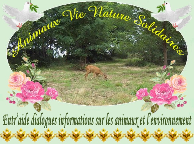 Animaux Nature Vie Solidaires