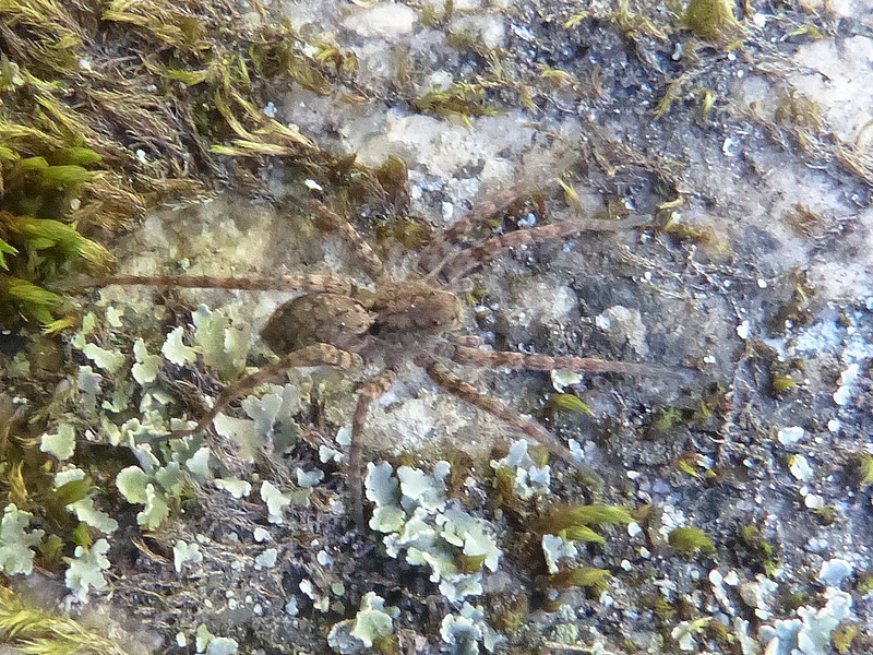 Global : Photos D'Araignées Du Québec - Arachnides Québécois - Araignée ...