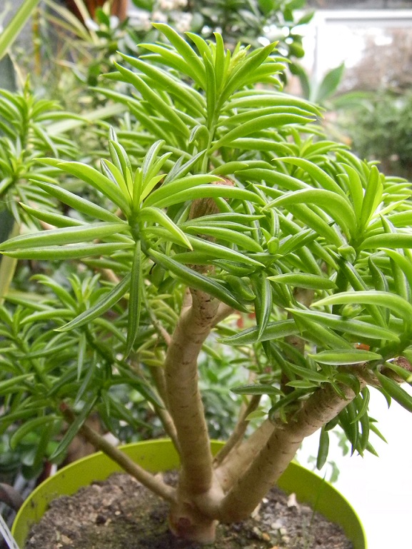 Plantes d'intérieur - Pépéromia haricot