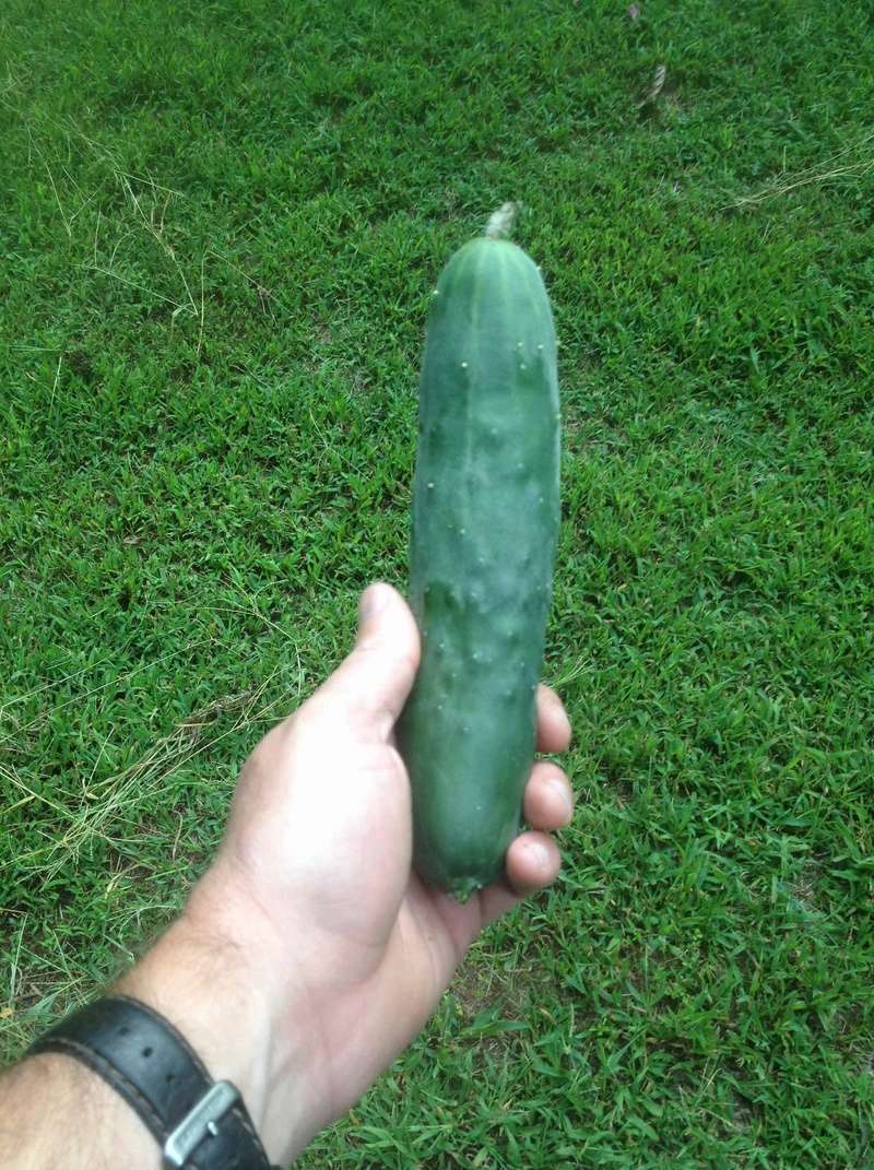 cucumb10.jpg