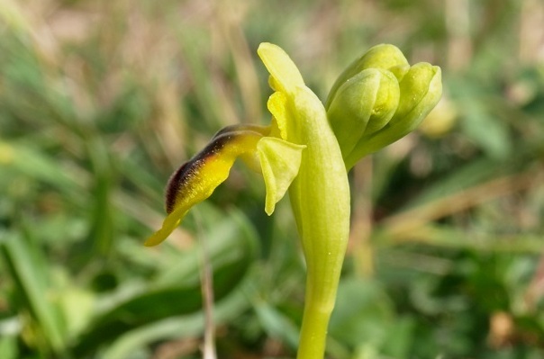 ophrys16.jpg