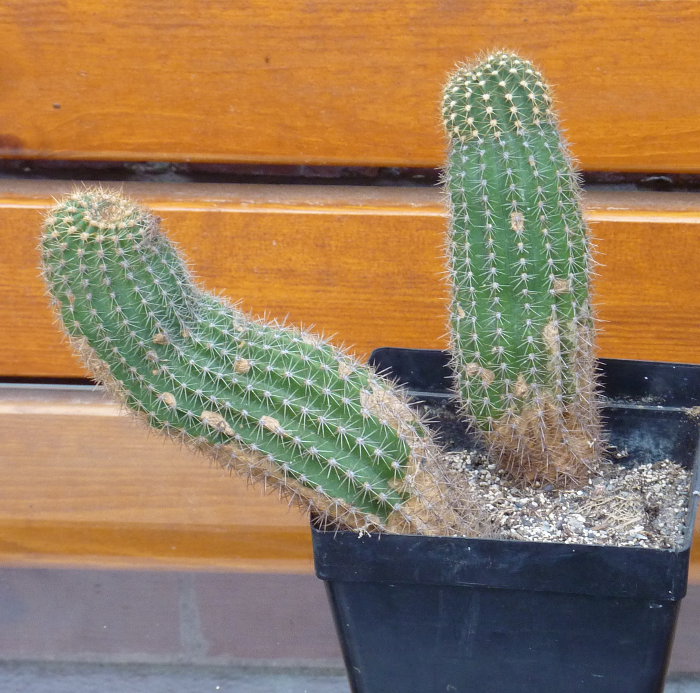 kaktus14.jpg