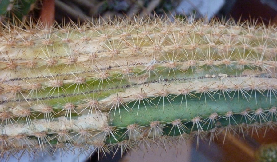kaktus24.jpg
