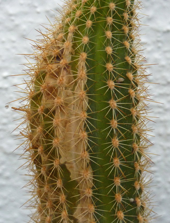 kaktus25.jpg