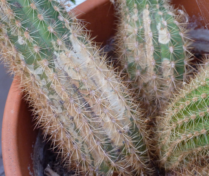 kaktus26.jpg